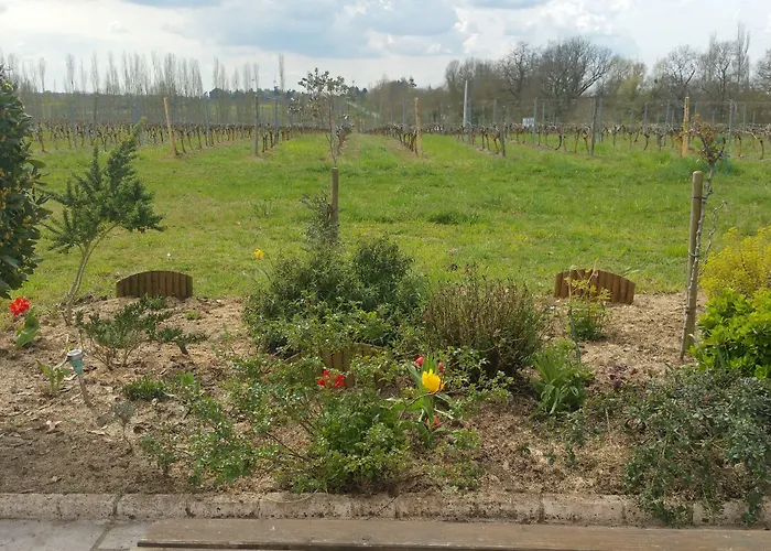 Le Logis Du Livier 招待所 Saint-Georges-sur-Layon